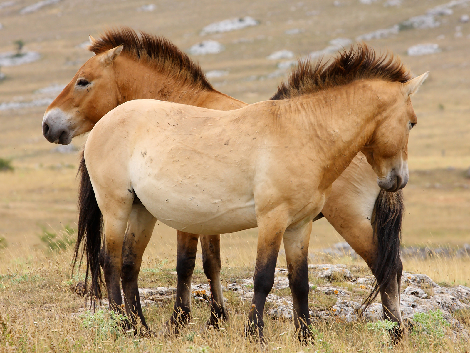 Mongolia - Incognita Club - z miłości do podróży