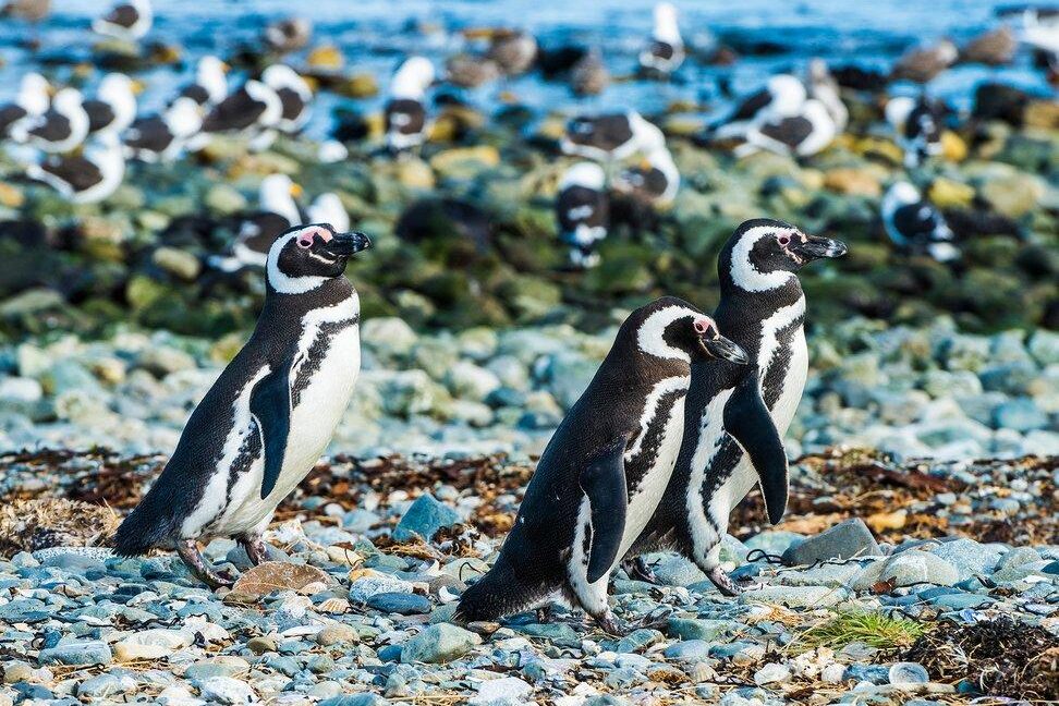 Pingwiny Wyspa Magdalena Patagonia Chile